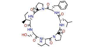 Rolloamide A